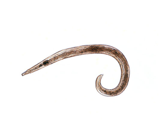 Pinworm