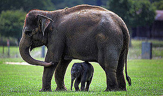 Pregnancy Lengths in Mammals