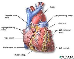 Michael Jackson and the Difference Between Sudden Cardiac Arrest and Heart Attack