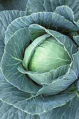Cabbage and Your Breasts