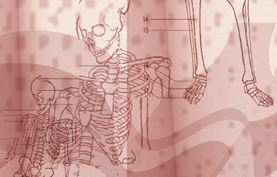 Quiz: Anatomy 101