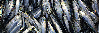Little Fish Offers Big Doses of Vitamin D