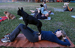 Doga Is Yoga With Your Dog