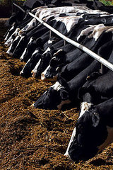 Milk May Not Do Your Body Good Milk May Not Do Your Body Good