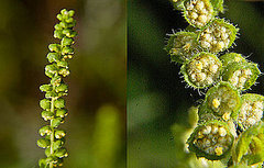 Get Ready to Sneeze: Ragweed Season Get Ready to Sneeze: Ragweed Season