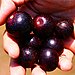 Muscadine Grapes