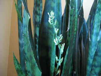 Name This Plant