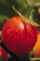 10 Tips For Growing Great Tomatoes