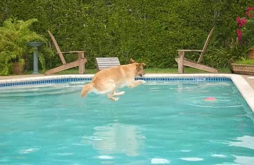 Would You Let a Dog Swim in Your Swimming Pool?