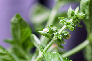 Name This Plant
