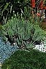 Do You Have Succulents In Your Garden?