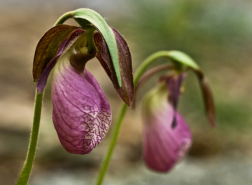 Name This Flower Name This Flower