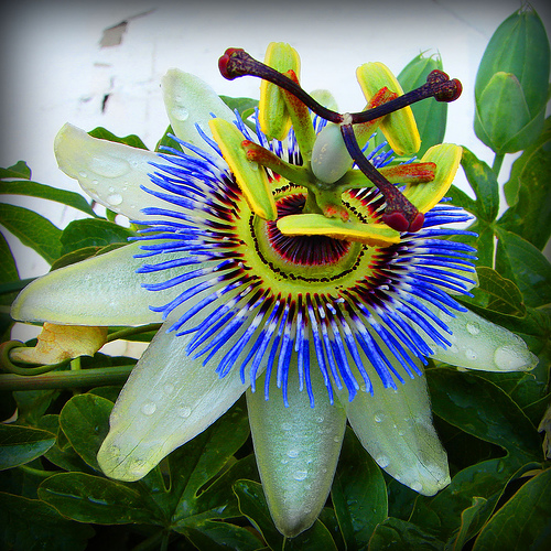 Name This Flower