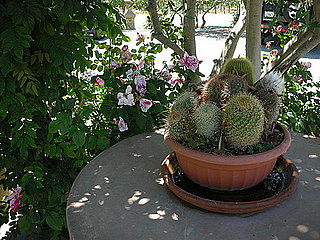 Do You Have Any Cacti at Home?