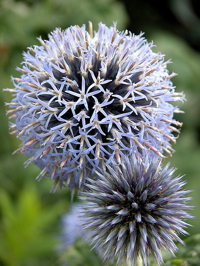 Name This Flower