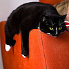Do You Let Your Pets on Your Sofa?