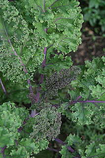 Name This Plant