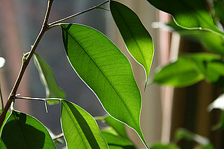 Casa Quickie: Give Your Houseplants a Shower