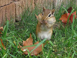 Garden Therapy: Preventing Creatures From Eating Fall Bulbs