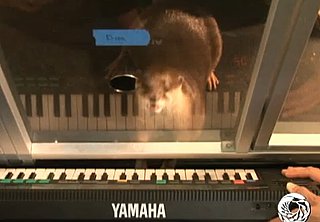 Cute Alert: Freshwater Otter Plays the Keyboard