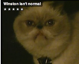 Happy Caturday!