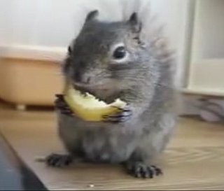 Cute Alert: Squirrel Enjoys a Lemon