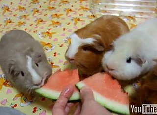 Cute Alert: Guinea Pig Watermelon Eating Party