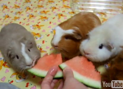 Cute Alert: Guinea Pig Watermelon Eating Party