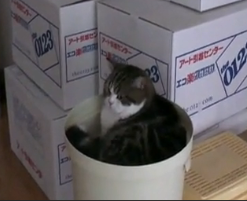 Maru the Box Cat Still Playing With Boxes