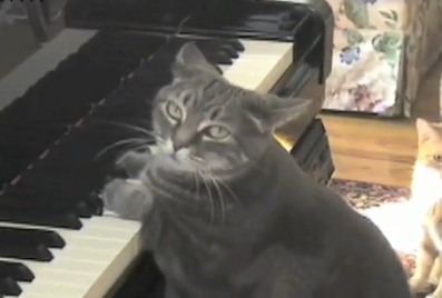 Nora the Piano Playing Cat Performs a Catcerto