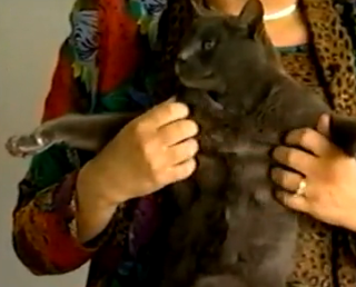 Cat Massage Video From '80s