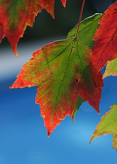 What's Your Favorite Season? 