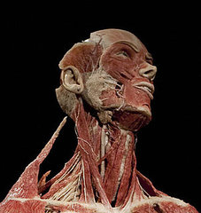 Body Worlds to Unveil Cadaver Sex Show Next Year