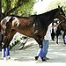 Zenyatta wins Lady's Secret - heads to the Breeders Cup