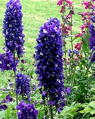 Flowers 101: Delphinium