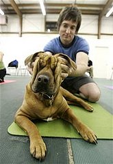 Would You Do Yoga with Your Dog? Would You Do Yoga with Your Dog?