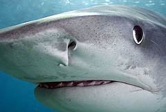 Do You Watch Shark Week on the Discovery Channel? Do You Watch Shark Week on the Discovery Channel?
