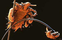 pubic lice facts
