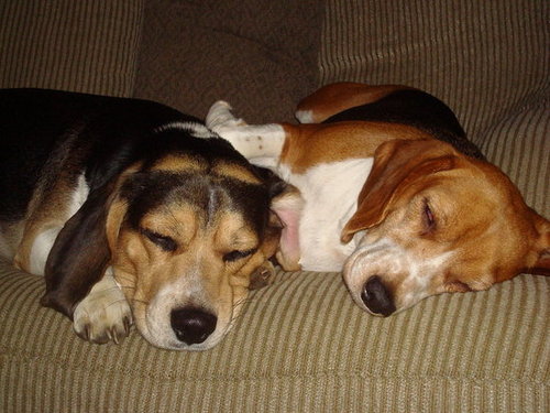When Gracie and Cooper heard the news.