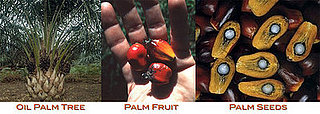 Palm Fruit Oil vs. Palm Kernel Oil