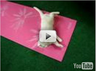 Cat Does Yoga