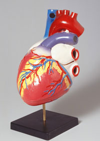 Quiz: Let's Get to the Heart of the Matter