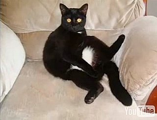 Cat Centerfolds