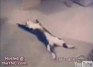 Yes, Another Cat Vid!