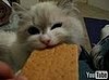 Cat Eats Cracker