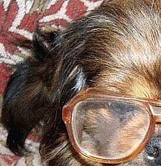 Dog wears glasses