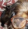 Dog wears glasses