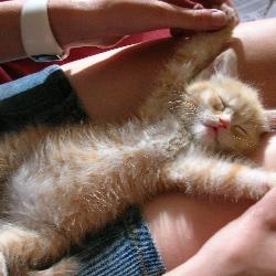 Kitten Bellies Kitten Bellies