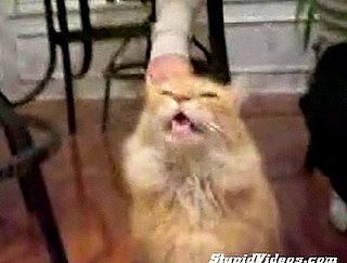 Cat Says Wow