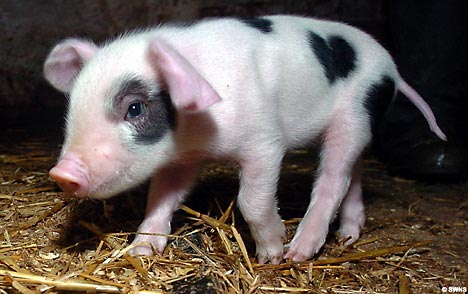 Cute Alert: Valentine the Piglet